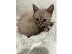 Adopt PHOEBE a Siamese