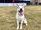 Adopt NOVA a Siberian Husky, Australian Shepherd