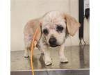 Adopt EMMA a Pekingese, Poodle