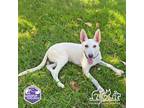 Adopt DANIKA a German Shepherd Dog