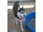 Adopt MARTINI a Siberian Husky