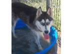 Adopt MIMOSA a Siberian Husky
