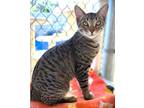 Adopt Kitten Delany a Domestic Short Hair