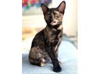 Adopt Kitten Dior a Domestic Short Hair