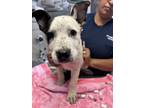 Adopt A238743 a Pit Bull Terrier, Mixed Breed