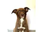 Adopt CRICKET a Border Collie, German Shepherd Dog