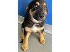 Adopt A238900 a German Shepherd Dog, Mixed Breed