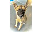 Adopt A238889 a Siberian Husky, Mixed Breed