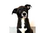 Adopt DRAGONFLY a Border Collie, German Shepherd Dog