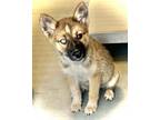 Adopt A238888 a Siberian Husky, Mixed Breed