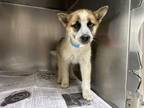 Adopt A238887 a Siberian Husky, Mixed Breed