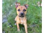 Adopt BEBE a Pit Bull Terrier, Mixed Breed
