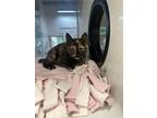 Adopt BETTY DAVIS a Domestic Short Hair
