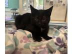 Adopt BEAN a Domestic Short Hair