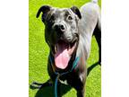 Adopt MIA a Pit Bull Terrier