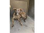 Adopt ROXIE a Dutch Shepherd, Mixed Breed