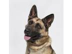 Adopt WHISKEY a German Shepherd Dog