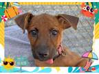 Adopt IBIS a German Shepherd Dog, Belgian Shepherd / Malinois