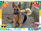 Adopt BAILEY a German Shepherd Dog, Belgian Shepherd / Malinois