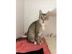 Adopt SADE' a Domestic Short Hair