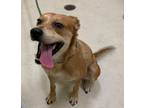 Adopt AGUA-FINA a Labrador Retriever
