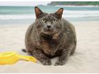 Adopt MOCHI a Domestic Short Hair