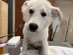 Adopt UNKNOWN a Great Pyrenees