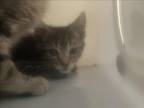 Adopt ARROW KITTEN a Domestic Short Hair