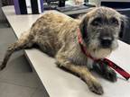 Adopt DOROTHY a Schnauzer, Cairn Terrier