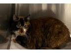 Adopt COCO a Domestic Short Hair