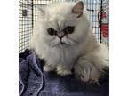 Adopt BARFY a Persian