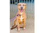 Adopt HUNNY a Weimaraner, Labrador Retriever