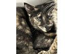 Adopt WILLOW a American Shorthair