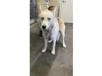 Adopt KHALEESSI a Siberian Husky