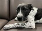 Adopt TONA a Labrador Retriever, Pit Bull Terrier