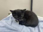 Adopt LADYBUG a Domestic Short Hair