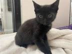 Adopt JUNE a Domestic Short Hair