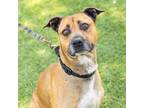 Adopt FINN a American Staffordshire Terrier, German Shepherd Dog