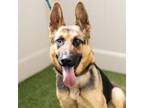Adopt MRS.PUFF a German Shepherd Dog