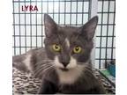 Adopt LYRA a Domestic Short Hair