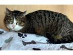 Adopt JASMINE a Domestic Short Hair
