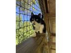 Adopt Zaylee a American Shorthair