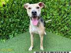 Adopt MEEKA a Bluetick Coonhound, Mixed Breed