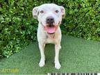 Adopt BONITA a Staffordshire Bull Terrier