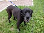 Adopt LILLY a Labrador Retriever, Mixed Breed