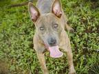 Adopt JACKIE a Bull Terrier, Mixed Breed