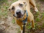 Adopt POOH a American Staffordshire Terrier, Mixed Breed