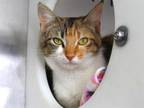 Adopt WILLOW a Domestic Short Hair