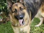 Adopt VERONA a Belgian Shepherd / Tervuren, Mixed Breed