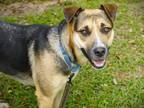 Adopt SHELLY a German Shepherd Dog, Labrador Retriever